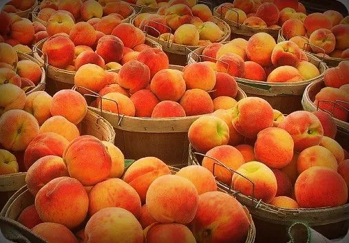 Baskets and piles of peaches, golden and orange. Image goes with story in Wrath Bearing Tree titled, Move OUt